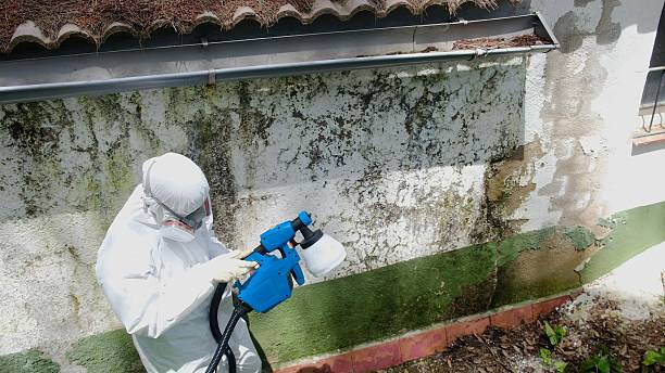 Top rated local Basement Mold Removal specialists in Caldwell, TX